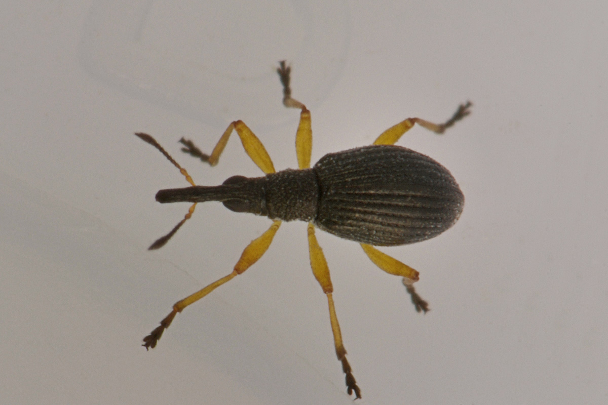Apionidae:  Protapion fulvipes?    Sì !